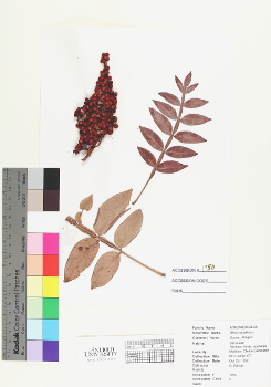 primary herbarium image
