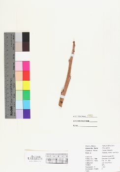 primary herbarium image
