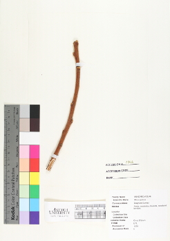 primary herbarium image