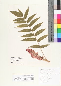 primary herbarium image