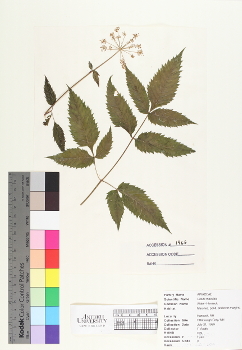 primary herbarium image