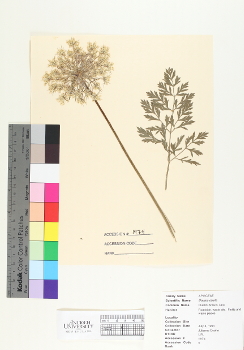 primary herbarium image