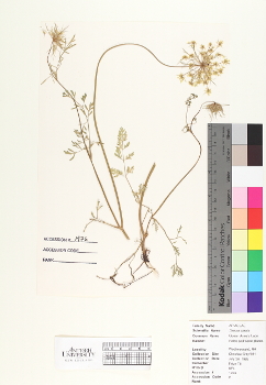 primary herbarium image
