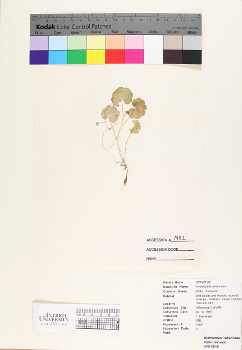 primary herbarium image