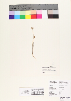 primary herbarium image