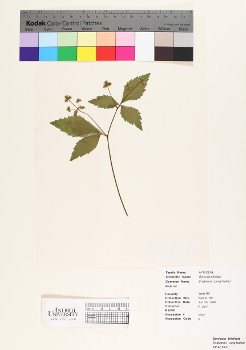 primary herbarium image