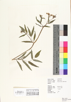 primary herbarium image