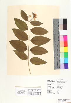 primary herbarium image