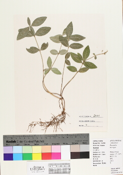 primary herbarium image