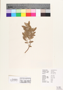 primary herbarium image