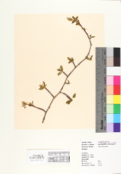 primary herbarium image