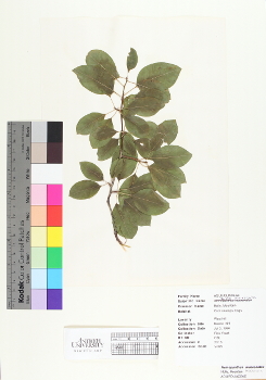 primary herbarium image