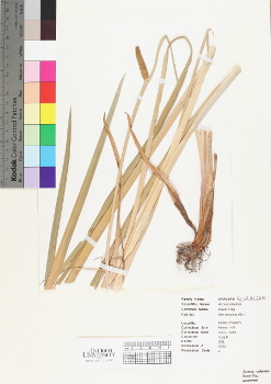 primary herbarium image