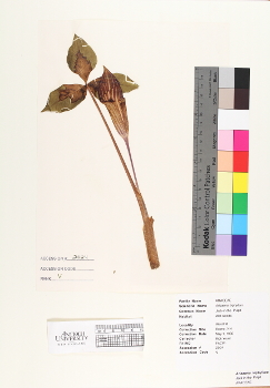 primary herbarium image