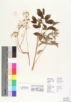 primary herbarium image
