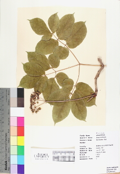 primary herbarium image
