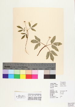 primary herbarium image