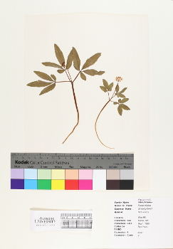 primary herbarium image
