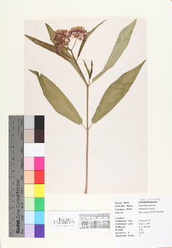 primary herbarium image