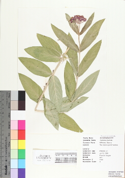 primary herbarium image