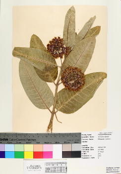 primary herbarium image