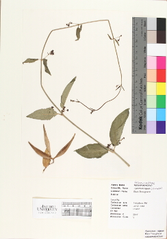 primary herbarium image