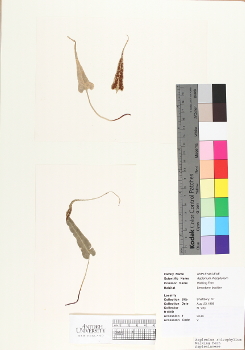 primary herbarium image