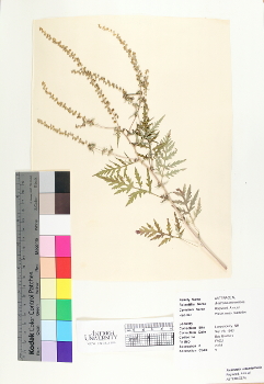 primary herbarium image