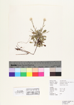 primary herbarium image