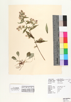 primary herbarium image