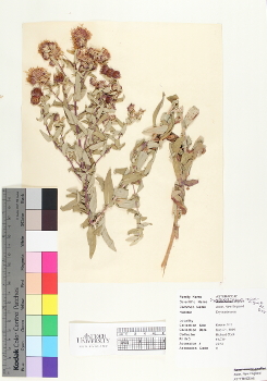 primary herbarium image