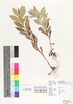 primary herbarium image