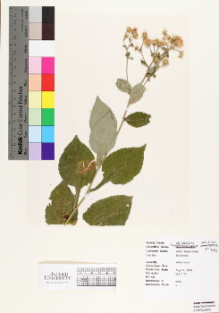primary herbarium image