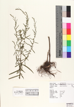 primary herbarium image