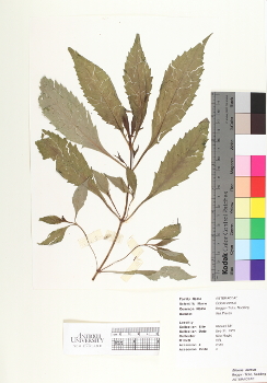 primary herbarium image