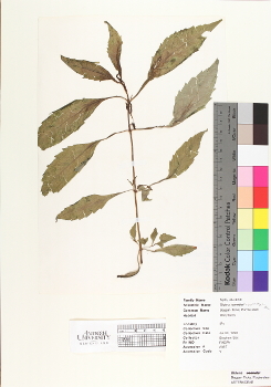 primary herbarium image