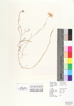primary herbarium image