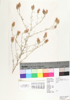 primary herbarium image