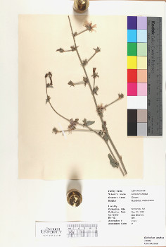 primary herbarium image
