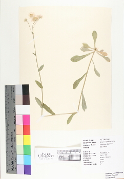 primary herbarium image