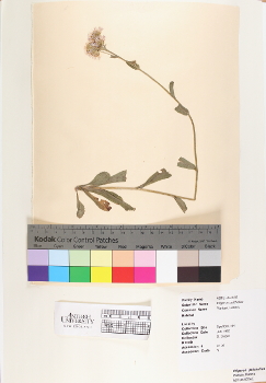 primary herbarium image
