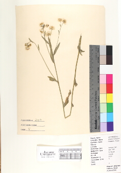 primary herbarium image