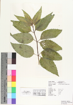primary herbarium image