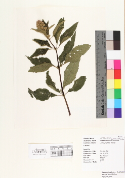 primary herbarium image