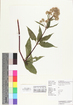 primary herbarium image