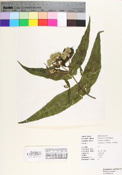 primary herbarium image