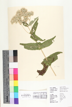 primary herbarium image