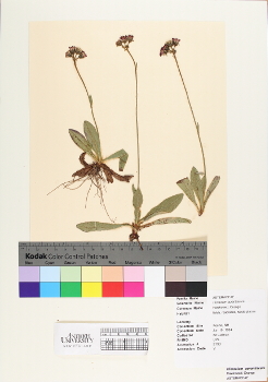 primary herbarium image