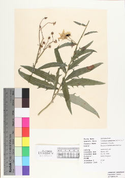 primary herbarium image