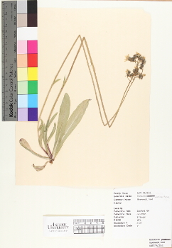 primary herbarium image